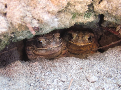 Gulf Coast Toad (Incilius nebulifer), a species recorded in Texas
