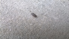 Armadillidium vulgare