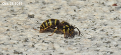 Vespula koreensis