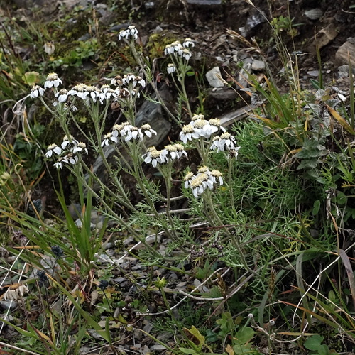 Black Yarrow (Achillea atrata)