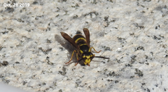 Vespula koreensis