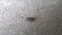 Armadillidium vulgare