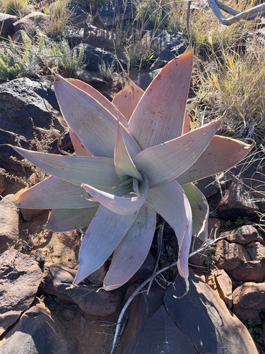 Aloe karasbergensis, photograph 4