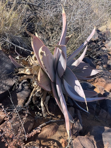 Aloe karasbergensis, photograph 5