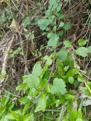 Brachyglottis sciadophila