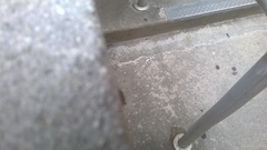 Armadillidium vulgare