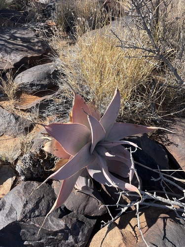 Karasberg Aloe (Aloe karasbergensis)