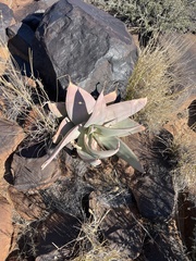 Aloe karasbergensis, photograph author not stated, no rights reserved