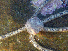 Amphiodia occidentalis