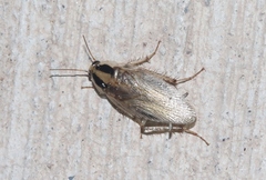 Blattella vaga