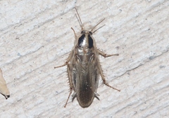 Blattella vaga