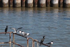 Leucophaeus atricilla