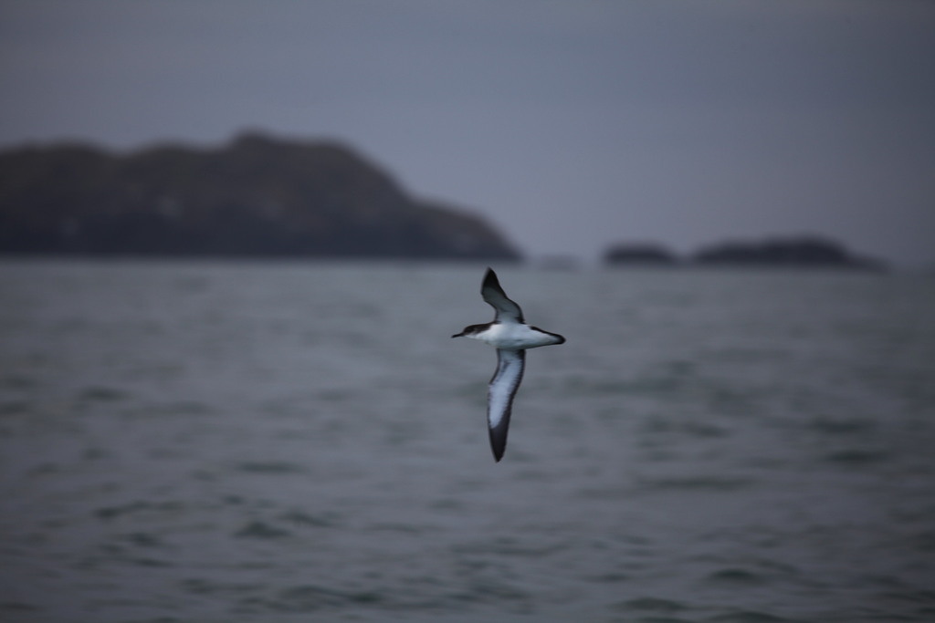 Manx shearwater in flight low over grey water with a coastline behind