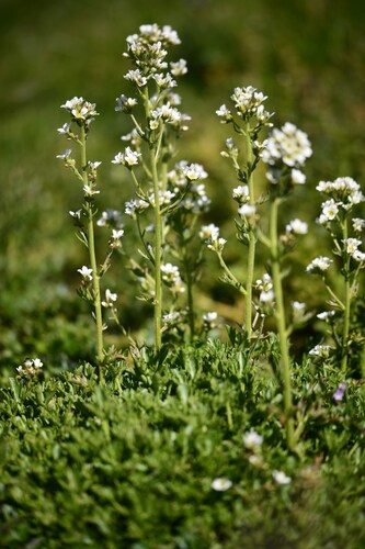 Water Saxifrage (Saxifraga aquatica)