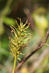 Platanthera chapmanii