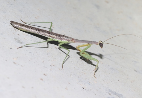 Sonoran Tiger Mantis