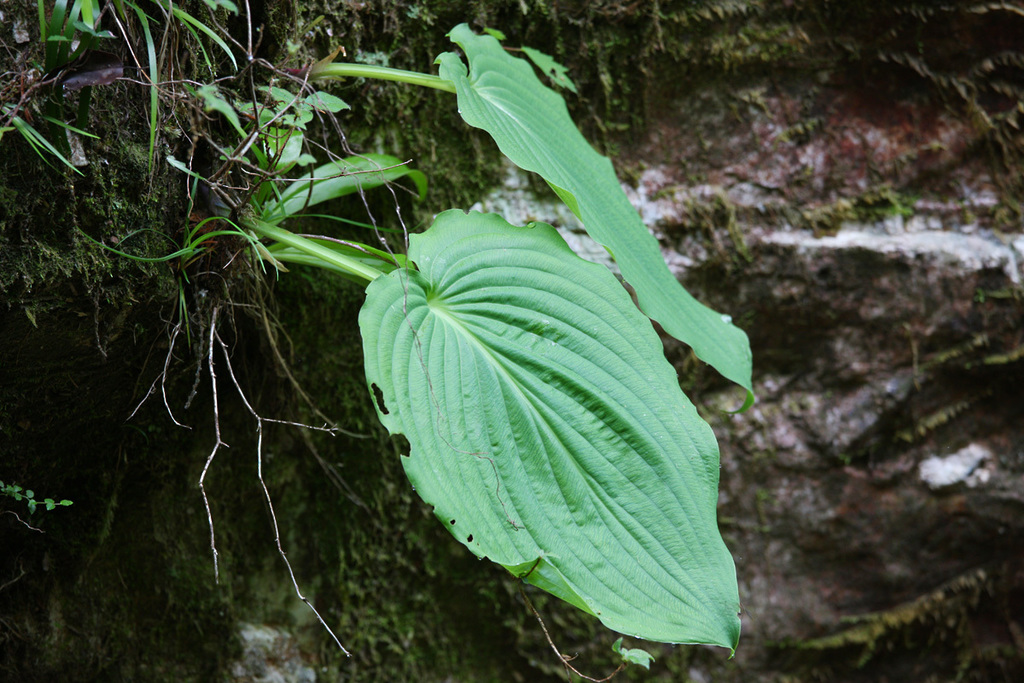 White-backed Hosta
