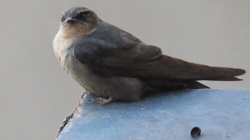 Red-throated Rock Martin (Ptyonoprogne rufigula), photo 9