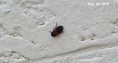 Dermestes vorax