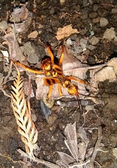 Sphictostethus gravesii