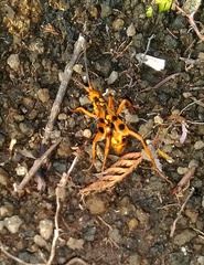 Sphictostethus gravesii