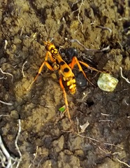 Sphictostethus gravesii