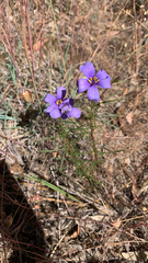 Cheiranthera linearis