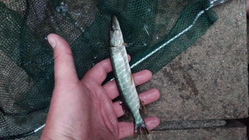 Esox lucius