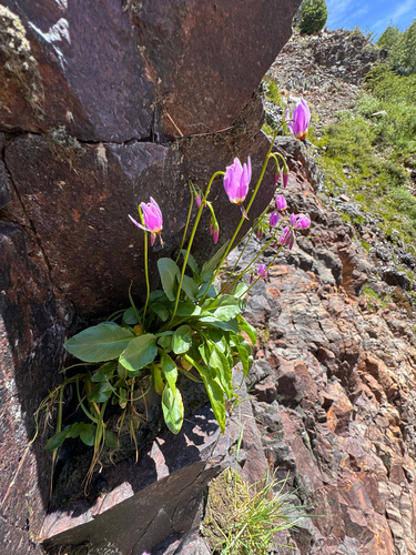 Wasatch Shooting Star (Primula utahensis)