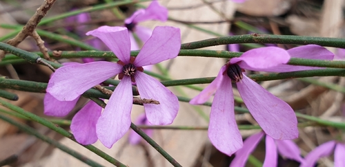 Image of Tetratheca halmaturina by (c) Andrew Thornhill, some rights reserved (CC BY)