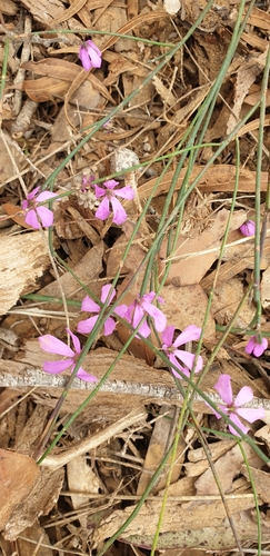 Image of Tetratheca halmaturina by (c) Andrew Thornhill, some rights reserved (CC BY)