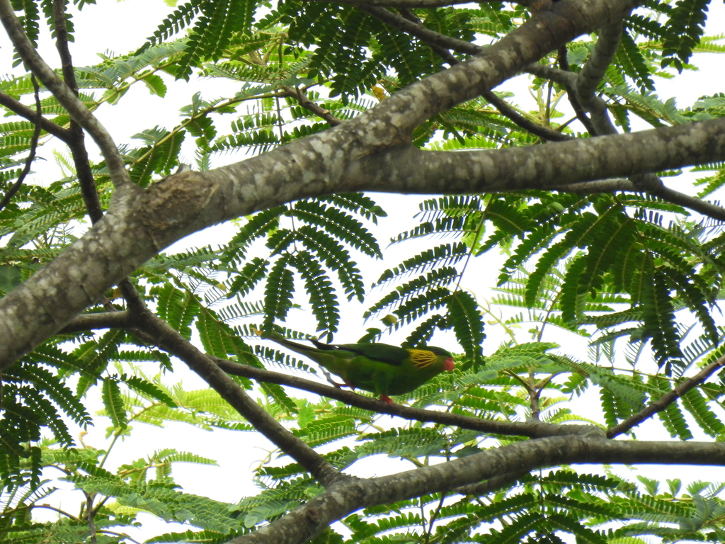 Red-flanked Lorikeet (Hypocharmosyna placentis)