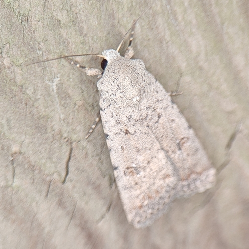 Pale Mottled Willow Moth, 4101 JB Culemborg, Nederland, photo 10 of 10