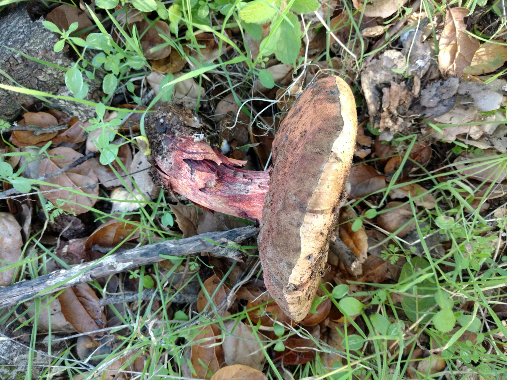 Suillellus image