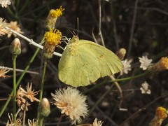 Phoebis agarithe fisheri