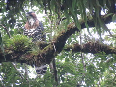 Spizaetus ornatus
