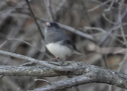 Dark-eyed Junco photographed in Nebraska