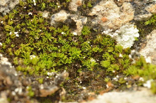 Hydrogonium croceum observed 2025-08-12