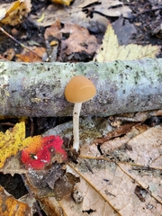 Psathyrella seminuda