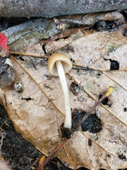 Psathyrella seminuda