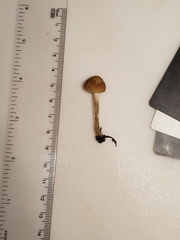 Psathyrella seminuda