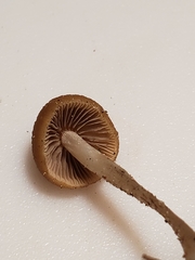 Psathyrella seminuda
