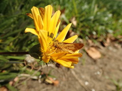 Hylephila phyleus