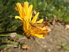 Hylephila phyleus