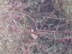 Selasphorus flammula