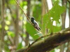 Saucerottia saucerottei