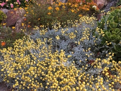Helichrysum argyrophyllum