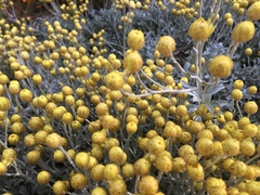 Helichrysum argyrophyllum