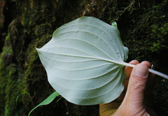 Hosta hypoleuca