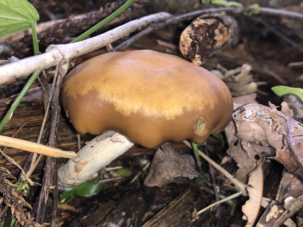 Psilocybe subaeruginosa · August 2025 · photo: © samb0 (iNaturalist, cc-by)
